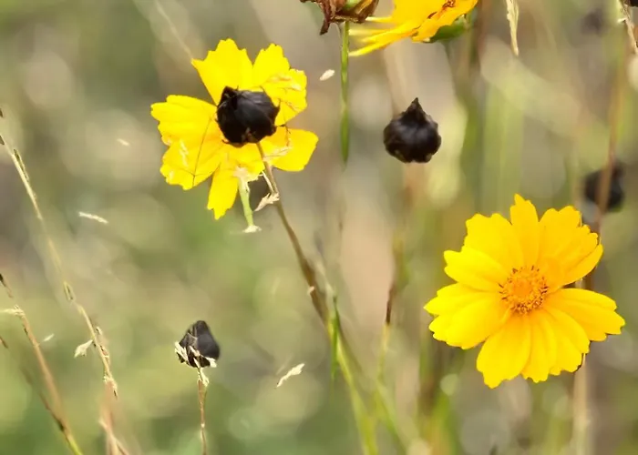 Kozara Panoramic * Bosanska Gradiska