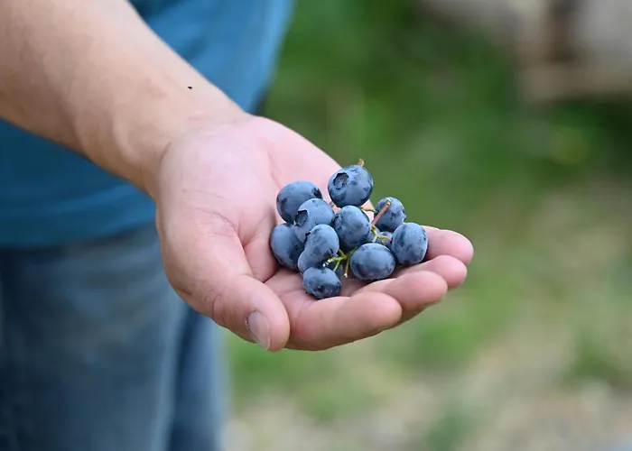 Resort Kozara Panoramic *