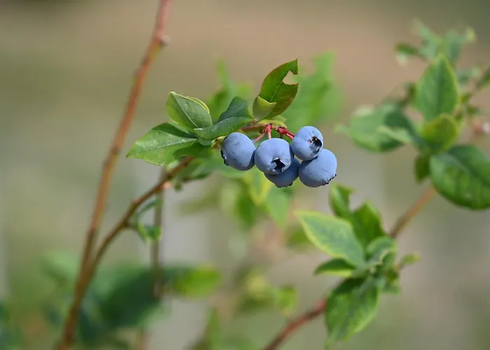 Kozara Panoramic * Bosanska Gradiska
